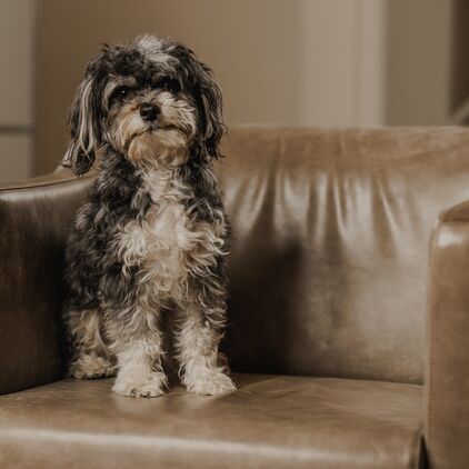 Fido